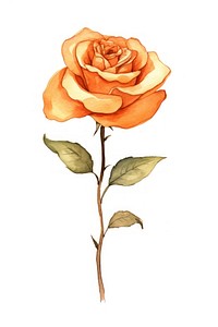 Cute watercolor illustration of a orange Rose flower rose plant white background.