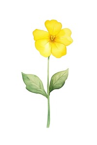 Cute watercolor illustration of a Primrose flower minimal daffodil petal plant.