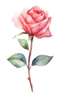Cute watercolor illustration of a Rose flower rose petal plant.