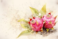 Dragon fruit watercolor background painting flower petal.