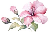 Watercolor flower hibiscus blossom plant.