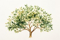 Mahogany tree watercolor background painting plant green.