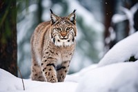 Bobcat in the snow wildlife animal mammal.