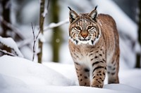 Bobcat in the snow wildlife animal mammal.