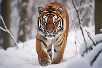 Tiger walking in the snow wildlife animal mammal.