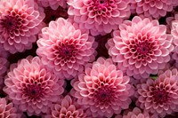 Pink dahlia pattern flower petal.