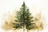 Pine tree watercolor background plant green fir.
