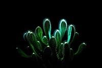 Cactus nature light plant.
