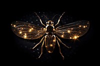 Insect animal light black.