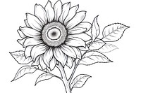Sunflower sketch drawing plant.