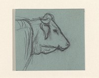 Kop van een rund (1887 - 1924) by Julie de Graag