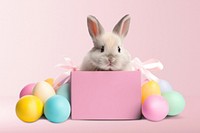 Rabbit on pink parcel box