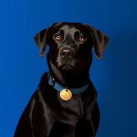 Black Labrador Retriever with blue collar