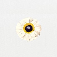 Vintage white flower digital art illustration