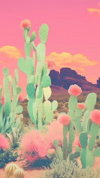 Cactus desert outdoors nature plant.