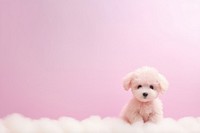 Poodle gradient background mammal animal puppy.