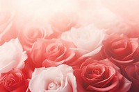 Red rose wedding gradient background backgrounds abstract flower.