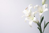 White liliesgradient background flower plant lily.