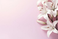 White liliesgradient background backgrounds blossom flower.