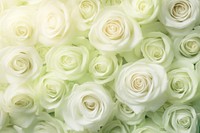 White roses wedding gradient background backgrounds pattern flower.