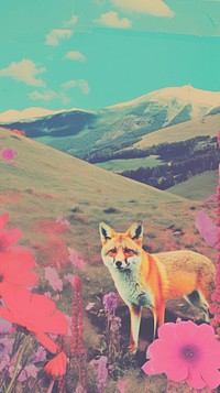 Fox landscape mountain wildlife.
