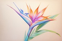 Bird of paradise flower drawing sketch painting.