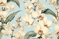 Vintage drawing of orchid flower pattern backgrounds plant inflorescence.