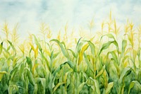 Background corn field agriculture backgrounds outdoors.