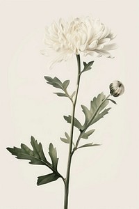 Botanical illustration chrysanthemum flower dahlia plant.