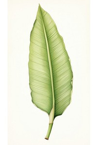 Botanical illustration banana leaf plant freshness pattern.