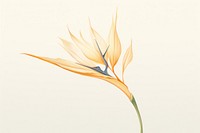 Botanical illustration bird of paradise flower plant inflorescence.