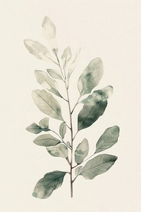 Botanical illustration dendrophylax lindenii drawing sketch plant.
