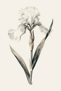 Botanical illustration iris flower drawing sketch petal.