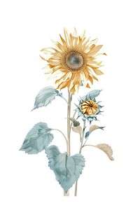 Botanical illustration sunflower plant inflorescence chandelier.