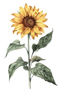 Botanical illustration sunflower plant inflorescence asterales.