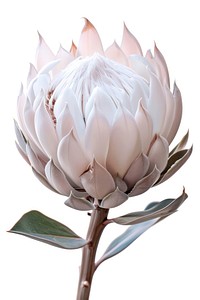 Botanical illustration protea artichoke blossom flower.