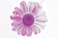 Daisy flower purple petal.