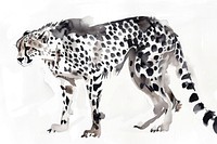 Monochromatic cheetah wildlife animal mammal.