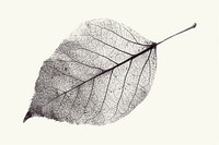 Leaf shape drawing sketch plant.