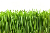 Grass backgrounds nature plant.