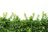 Backgrounds nature plant hedge.