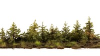 Forest vegetation outdoors spruce.