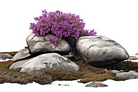 Flower rock lavender outdoors.