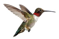 Hummingbird in Flight hummingbird animal beak.