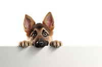 German sheperd peeking animal mammal puppy.