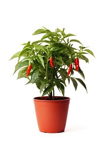 Chili plant pot vegetable leaf white background.