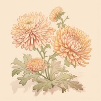 Chrysanthemums chrysanths pattern flower.