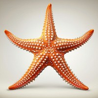 Cartoon of starfish animal invertebrate underwater.