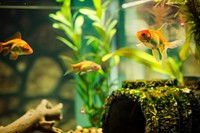 Photography of aquarium animal plant fish.