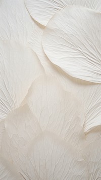 Fiber textured petal white backgrounds.